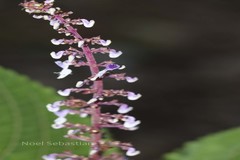 Plectranthus malabaricus